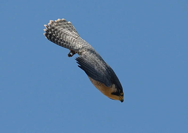 falcon-in-a-dive.webp