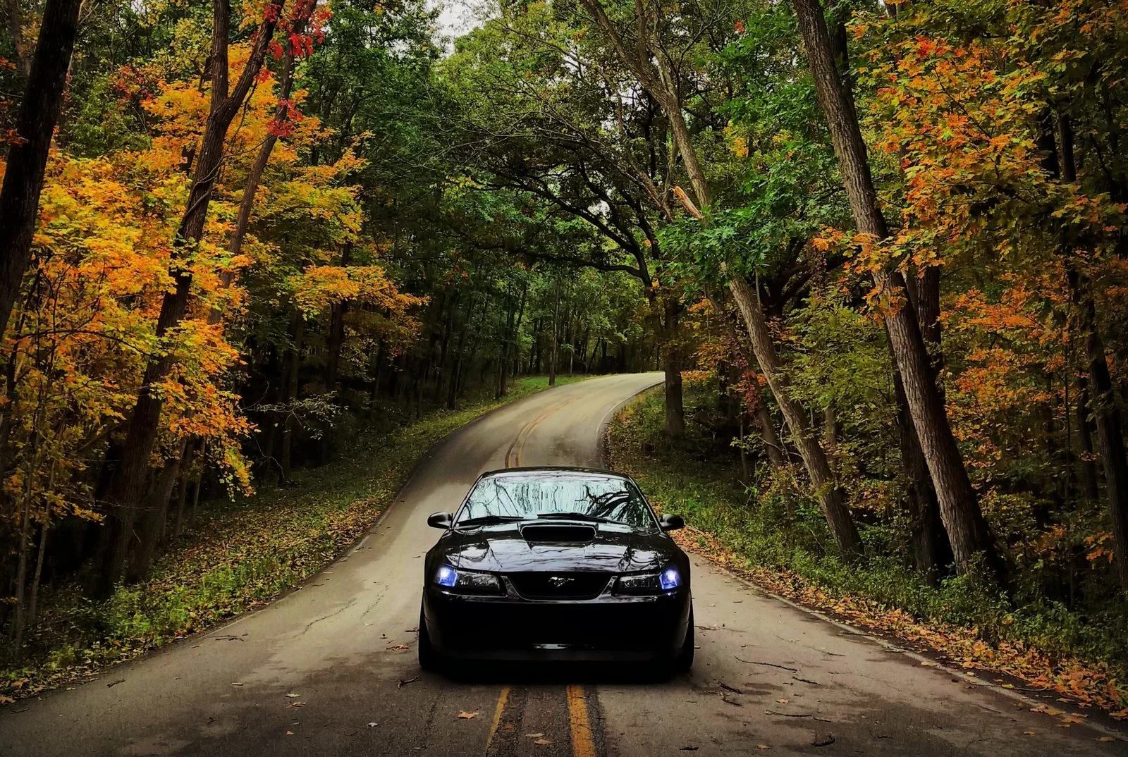 Fall_Stang.webp