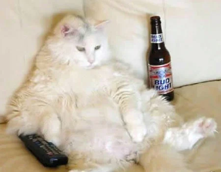 fat-cat.webp