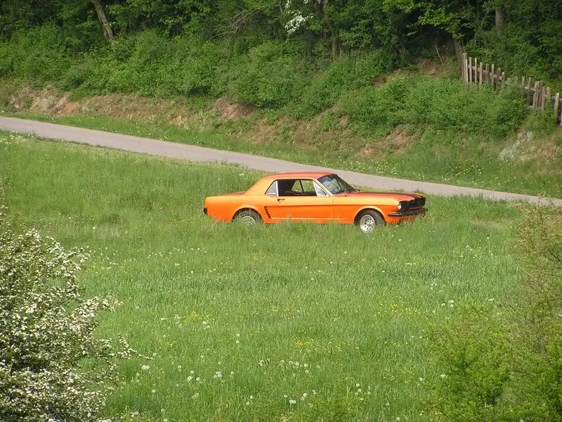 fieldpic.webp