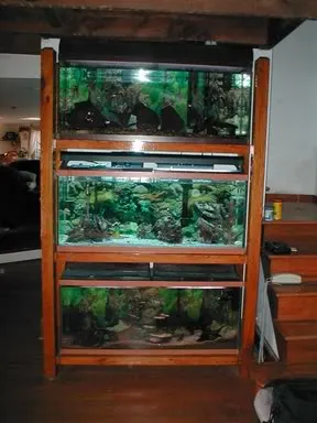 fishtanks.webp
