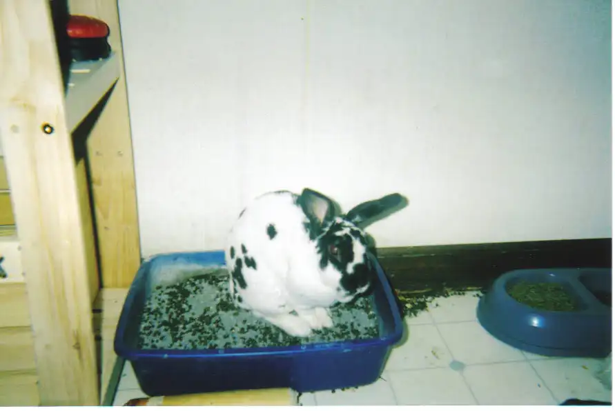 Fluffyinthelitterbox.webp