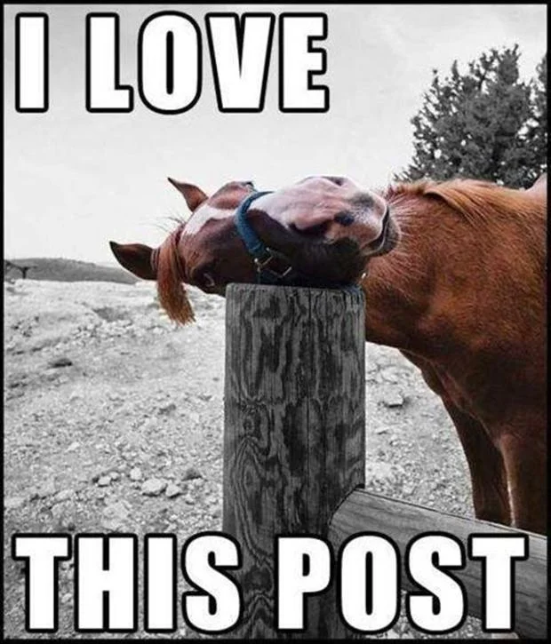 funny-animal-captions-003-001 copy.webp