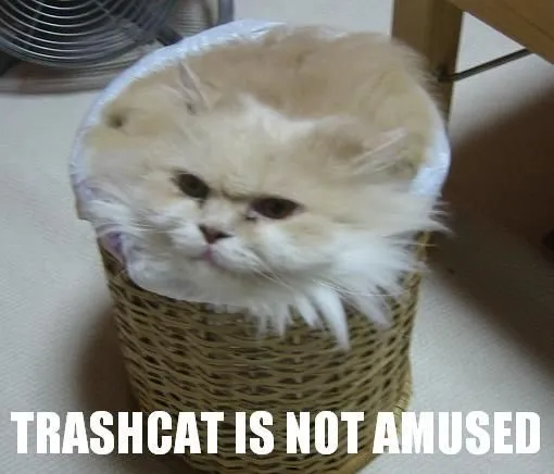 funny_cat_pictures_074.webp