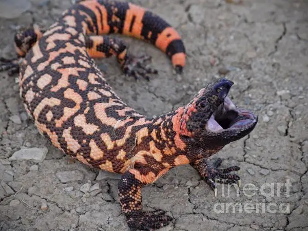 gila-monster-attack-donnie-barnett.webp