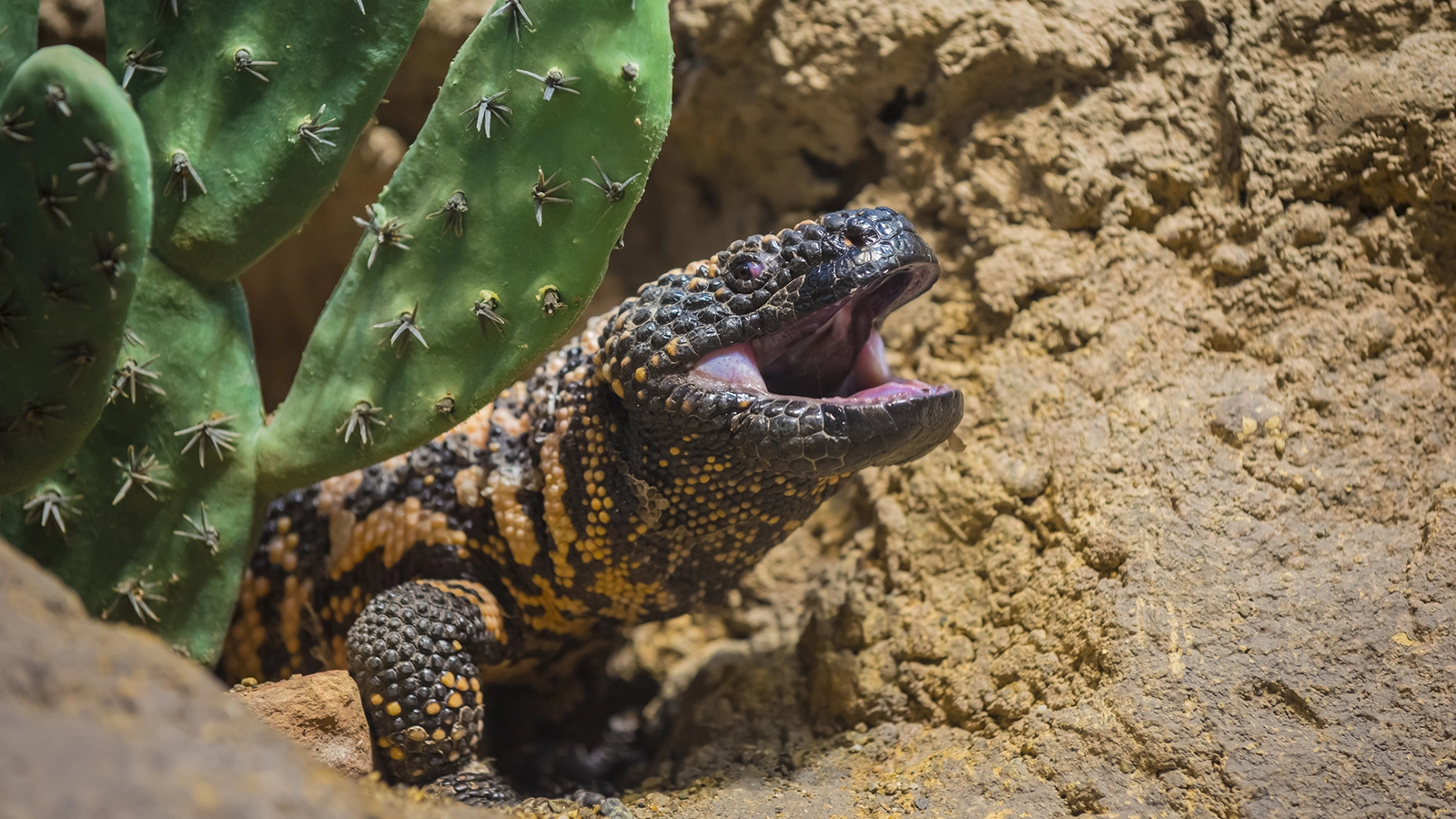 gila-monster-emerging-ground.ngsversion.1411231972045.webp