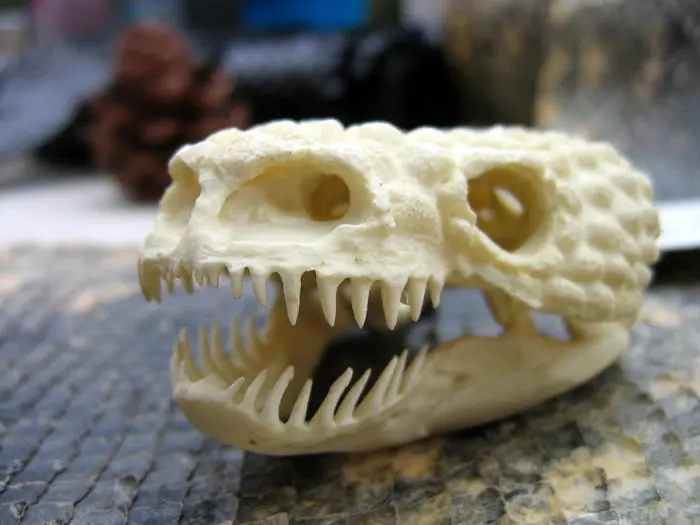 gila-skull_zpsklcfhn65.webp