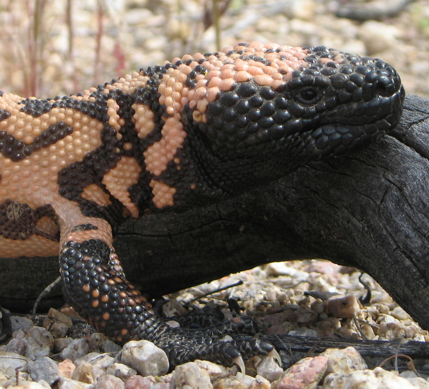 Gila_Monster_head.webp