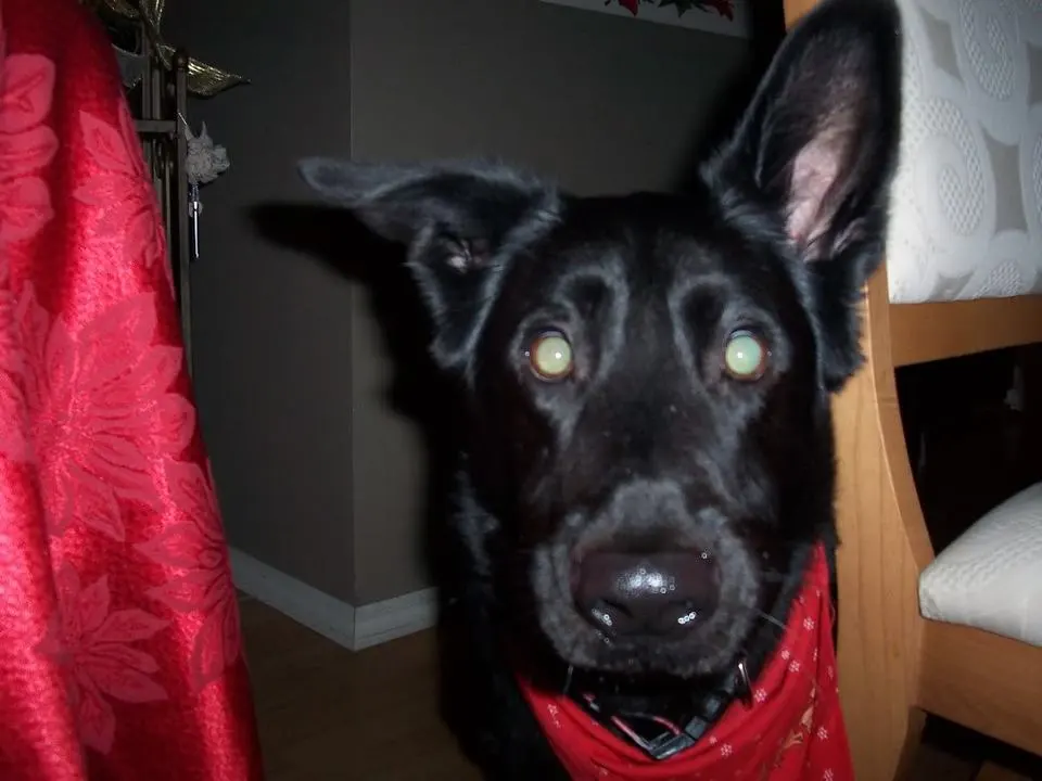 goofyone.webp