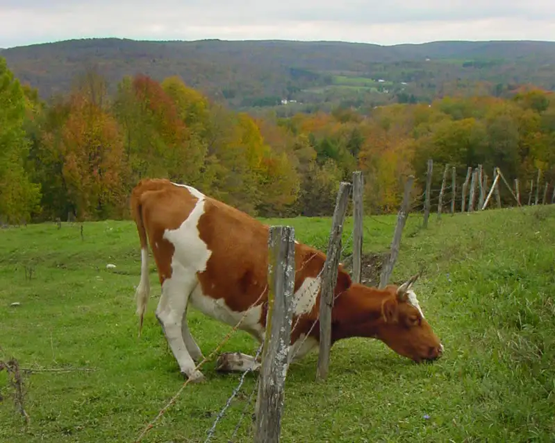 grass-greener.webp