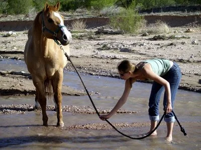 Horse-to-Water.webp