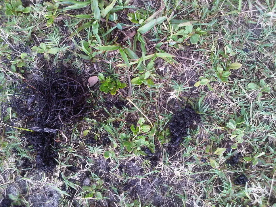IMG00599-20110623-1823.webp