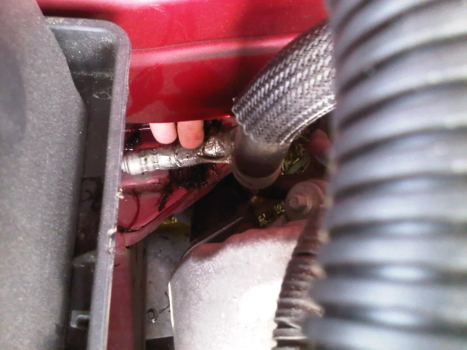 IMG00604-20110623-1830.webp
