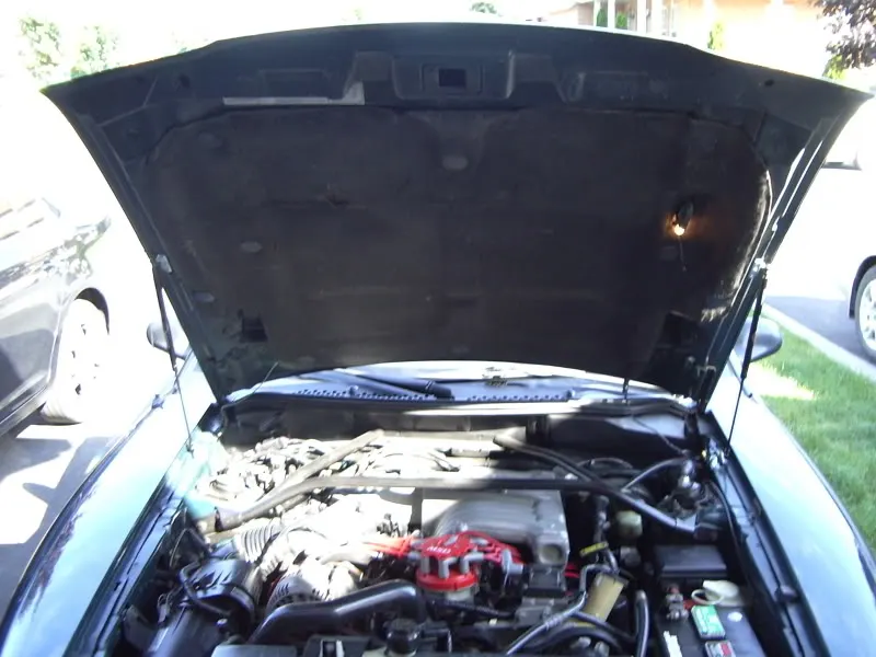 IMGP2095.webp