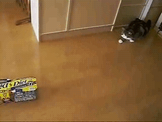 maruthecat.gif