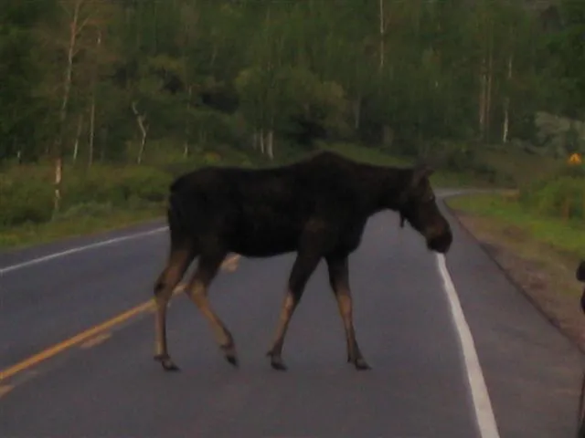 Moose%20Crossing.webp
