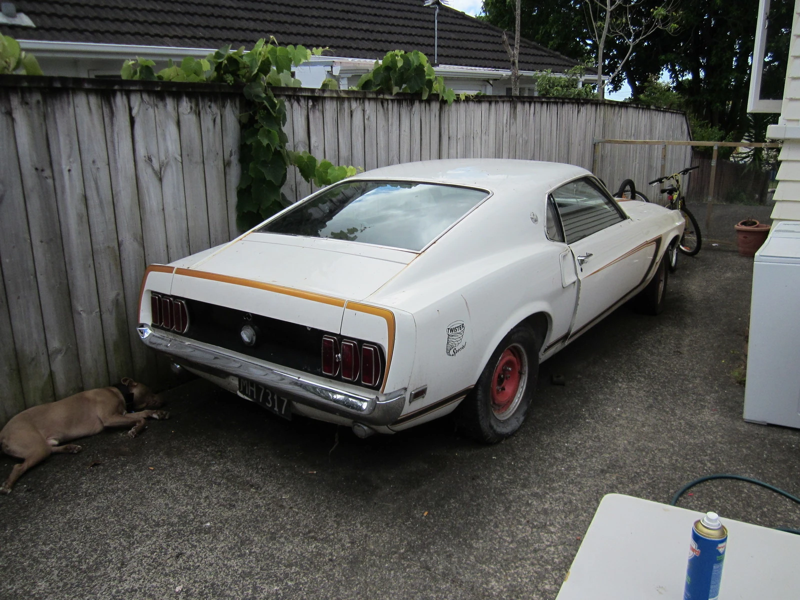 mustang 004.webp