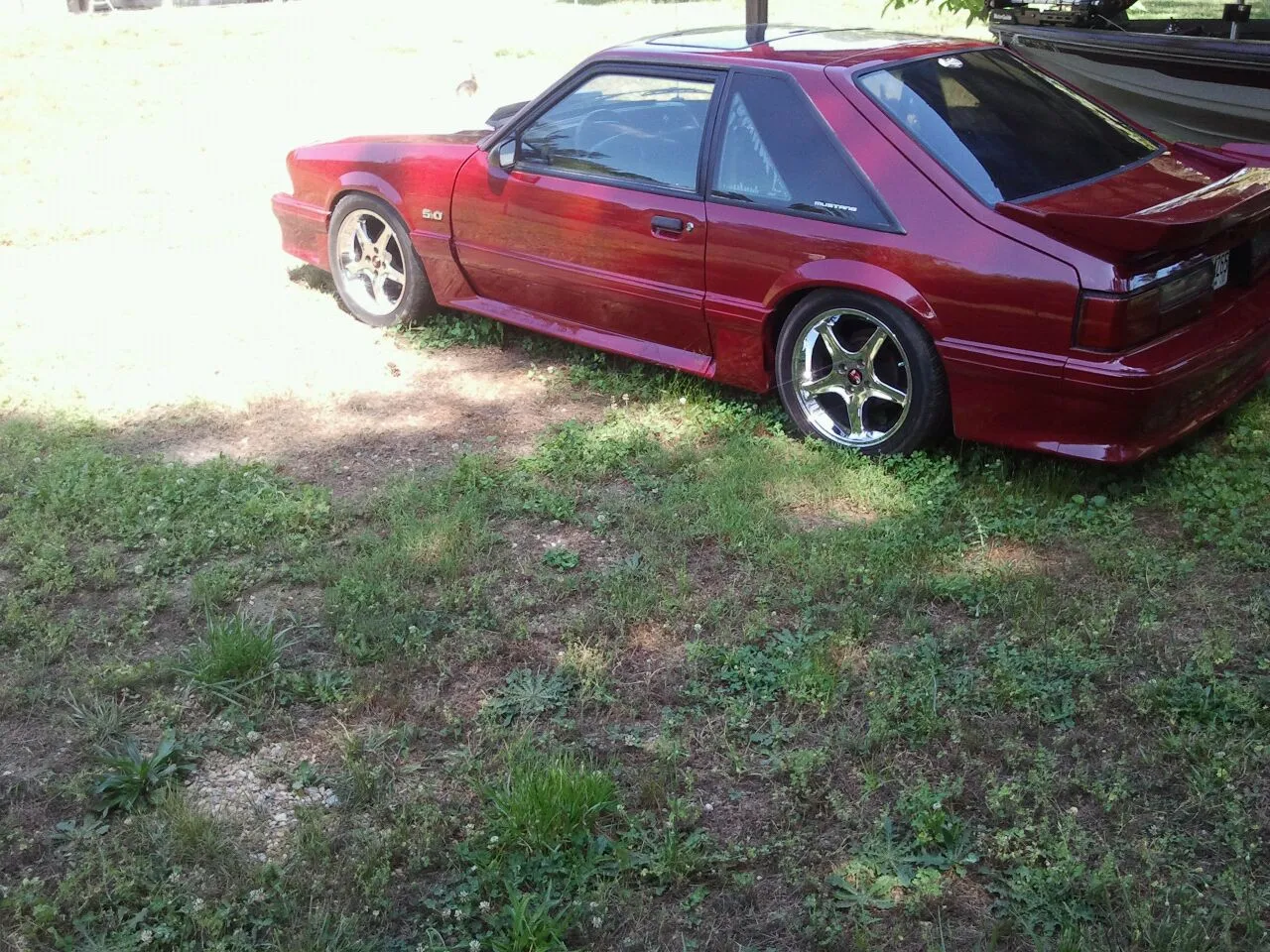 mustang 1.webp