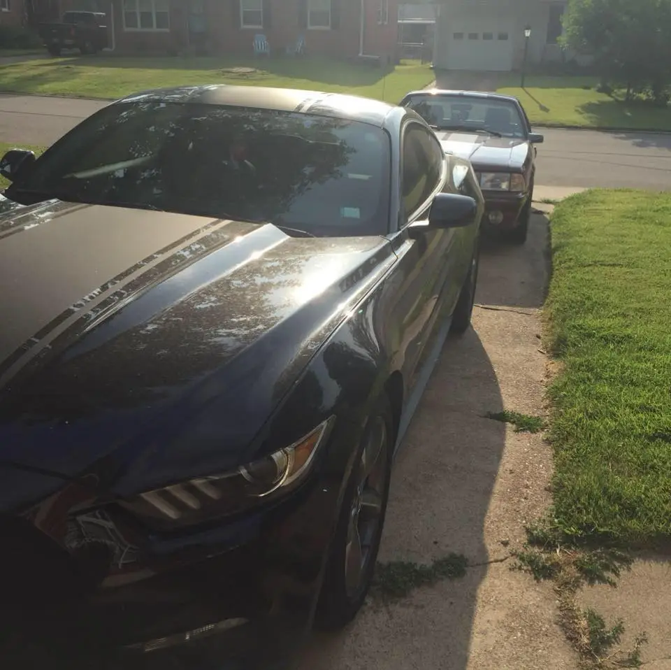 mustang 2.webp
