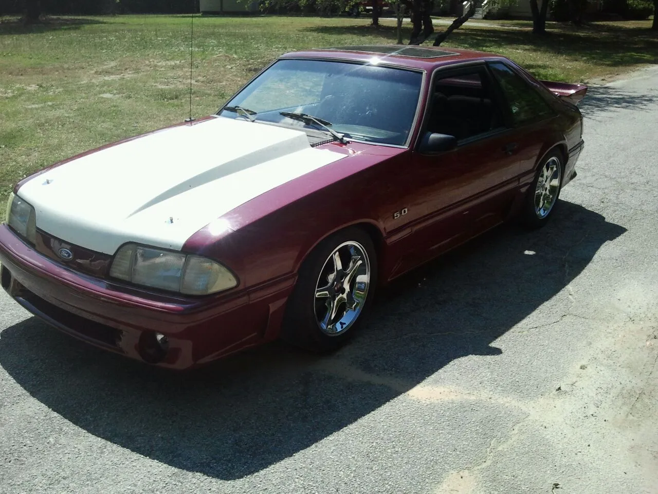 mustang 2.webp