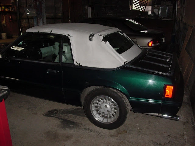 Mustang%20003.webp