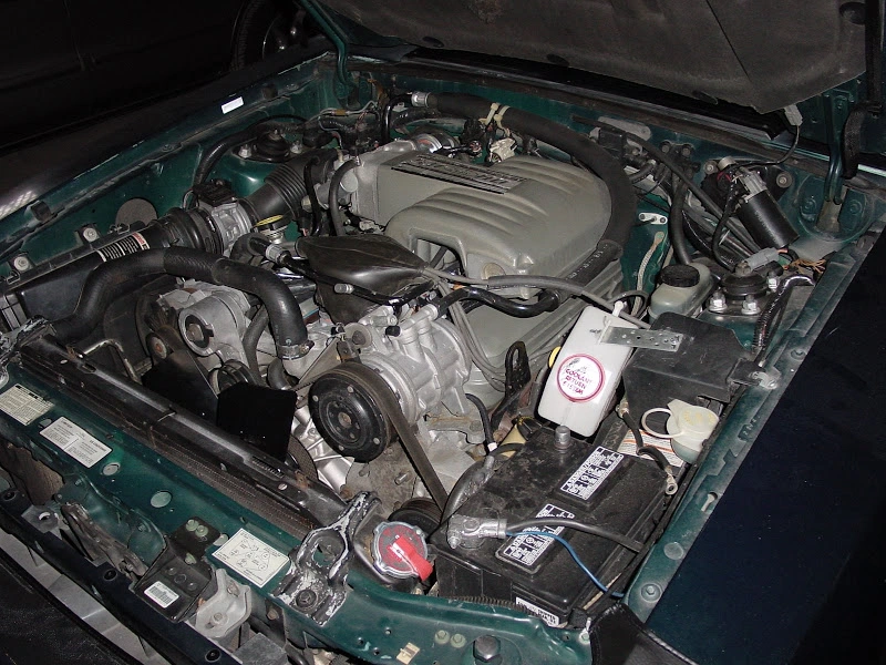 Mustang%20026.webp