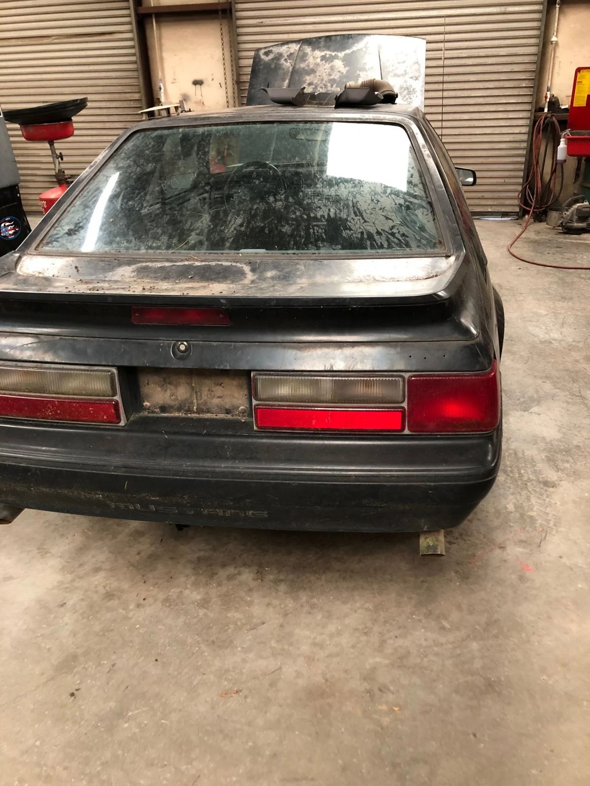 mustang 3.webp