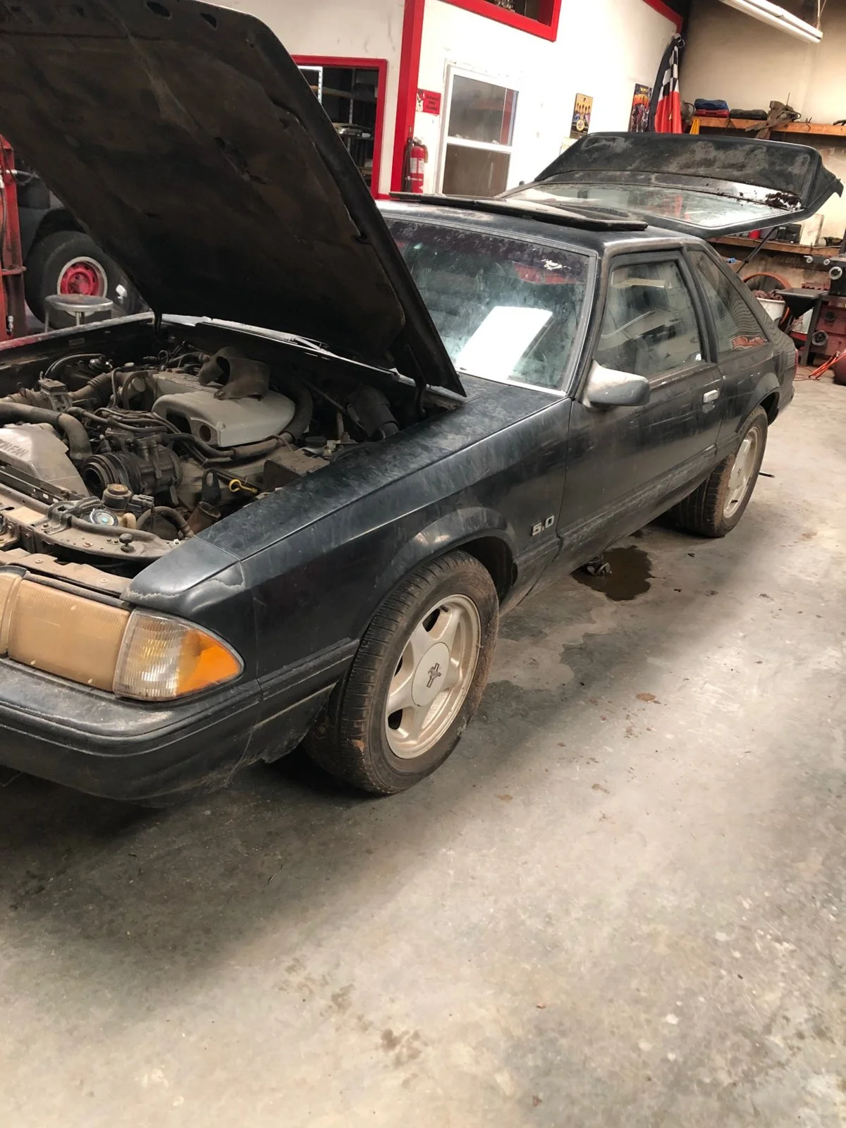 mustang 7.webp