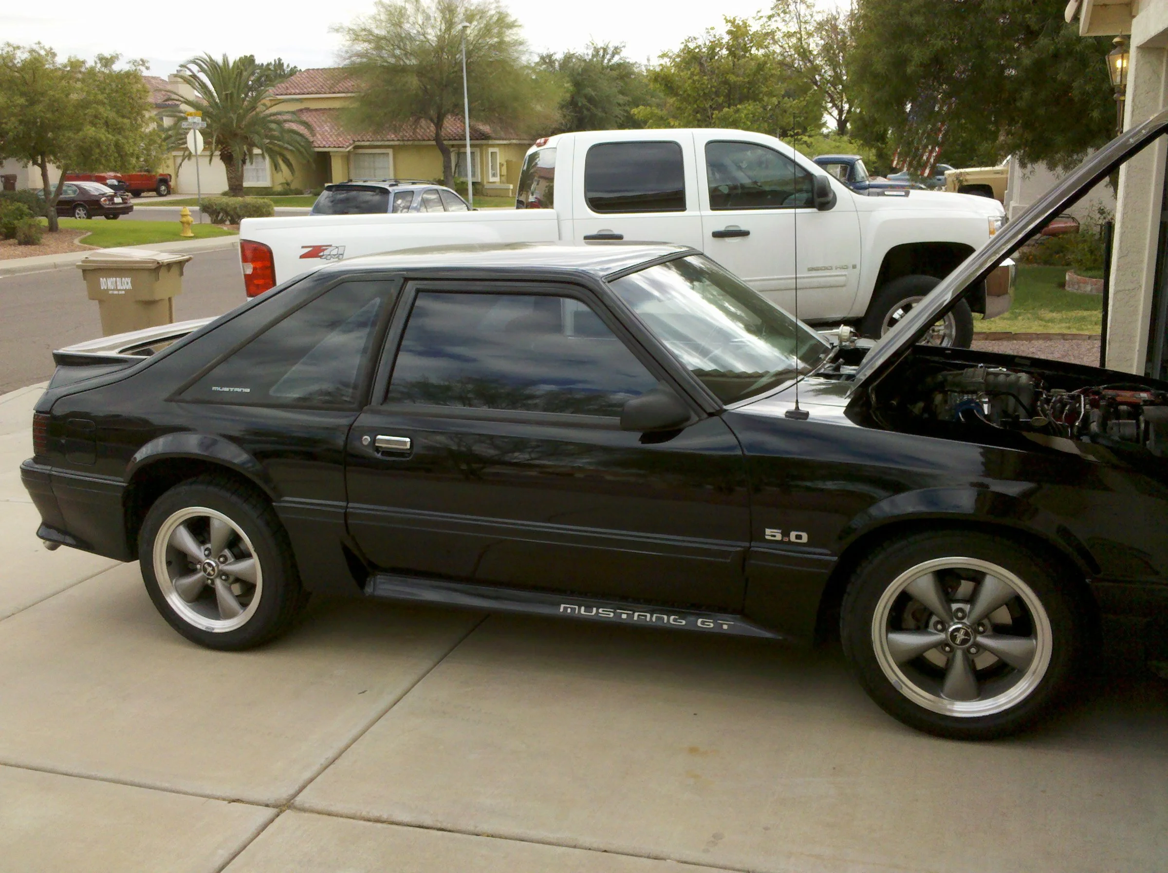 mustang pic.webp