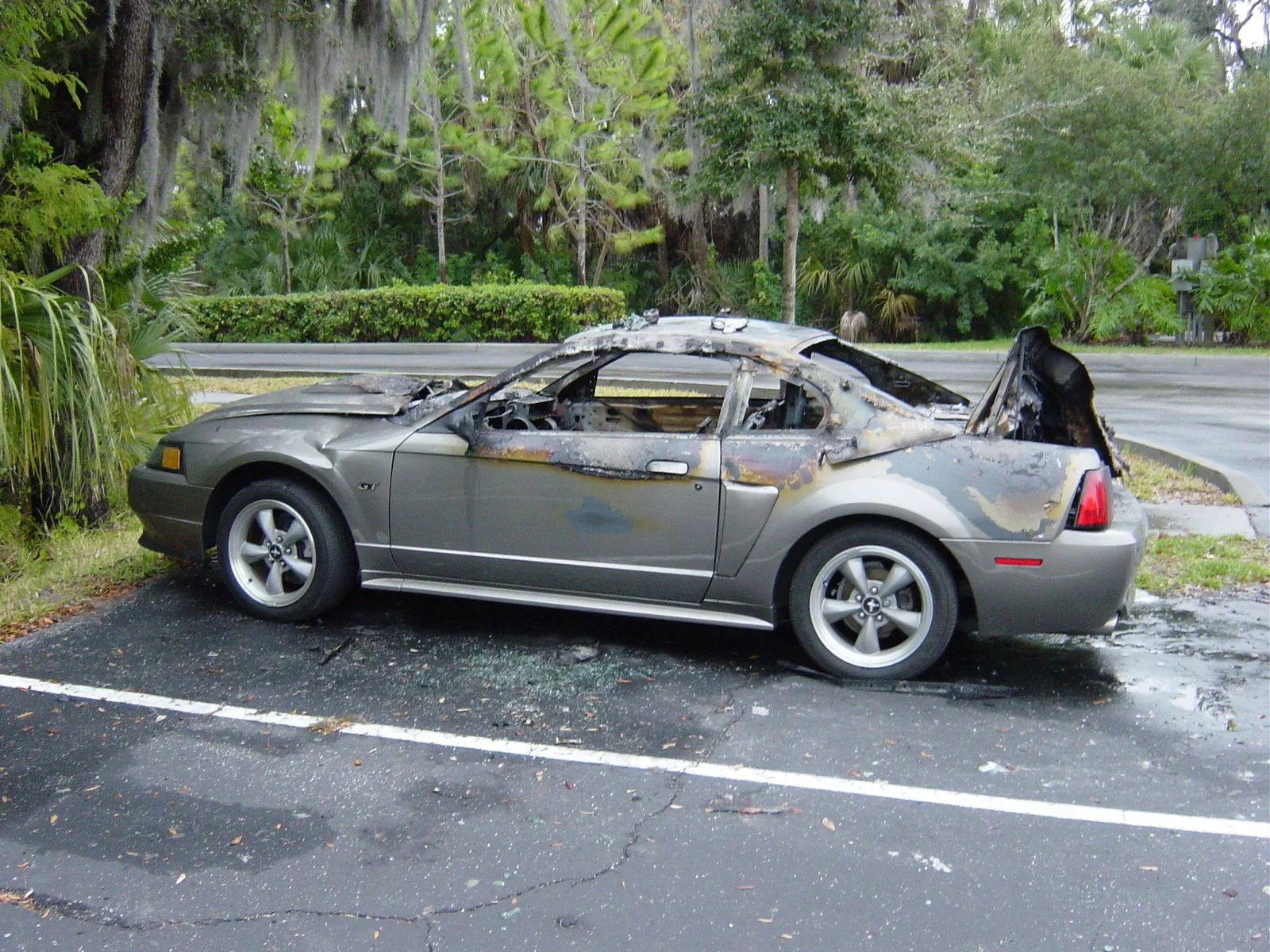 Mustang pics 002.webp