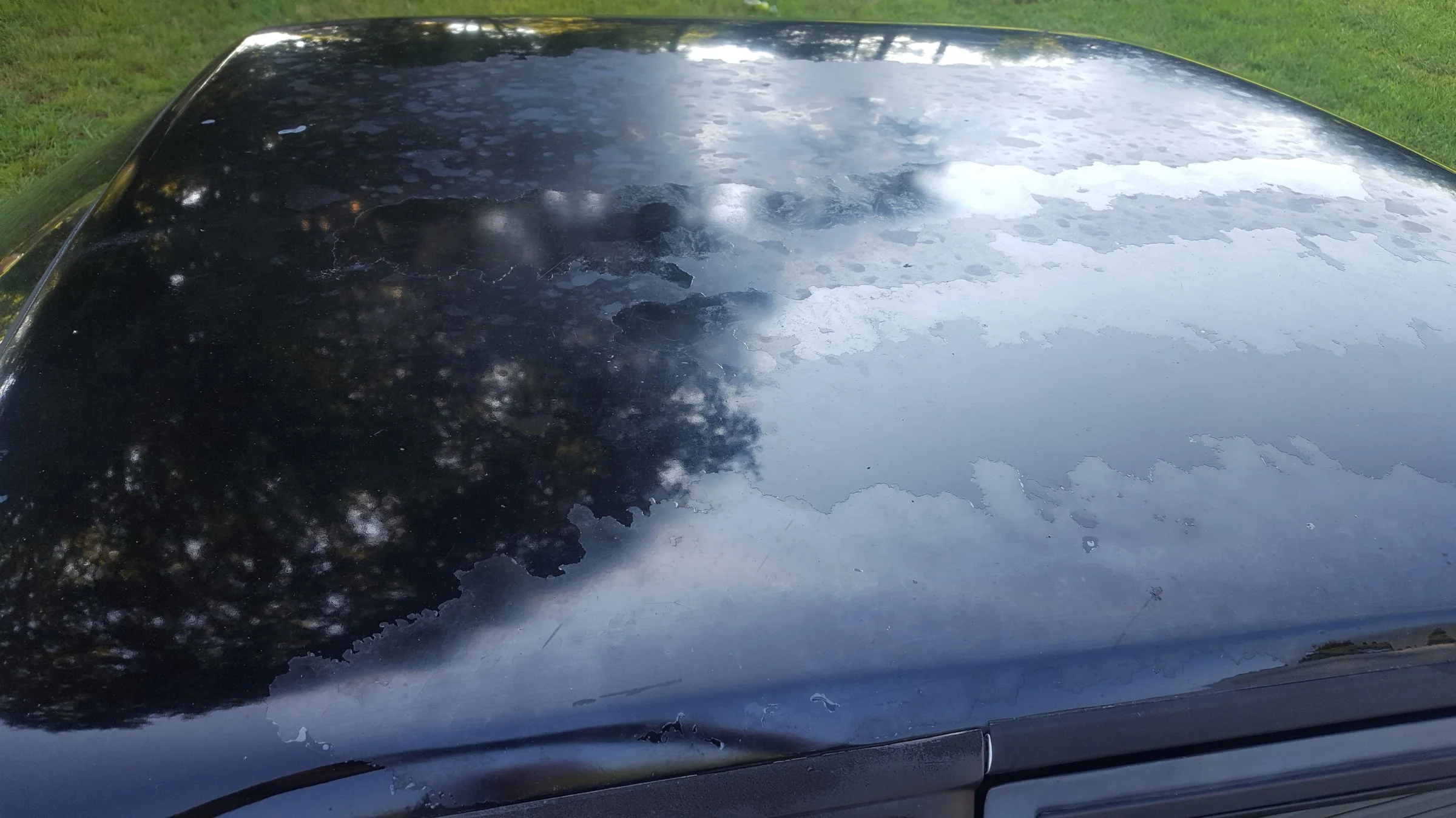 mustang roof.webp