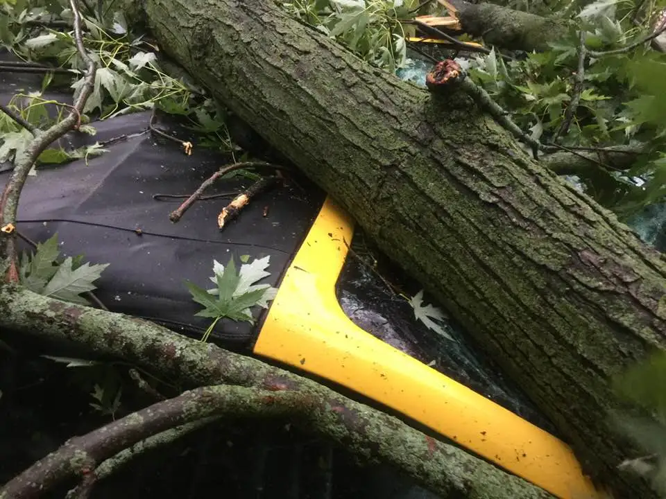Mustang Tree 1.webp