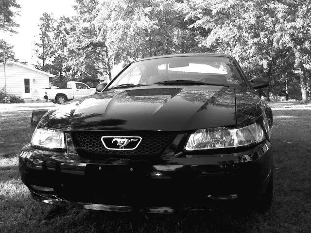 MUSTANG.webp