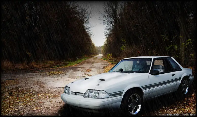 mustang.webp