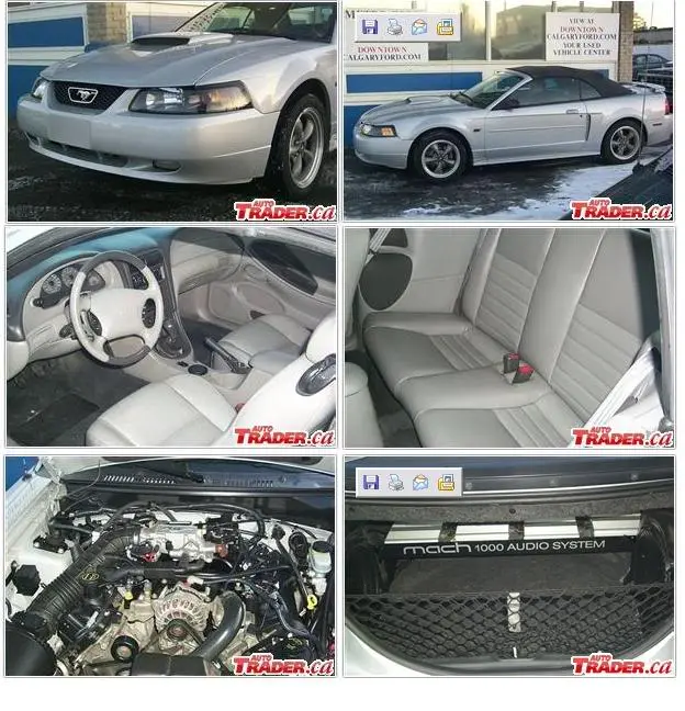 mustang.webp