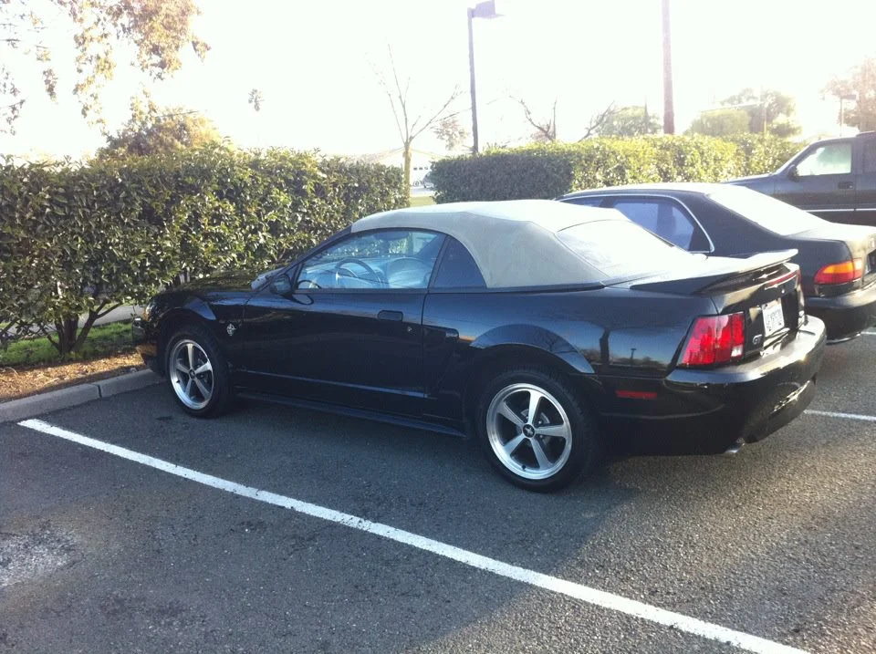 mustang.webp