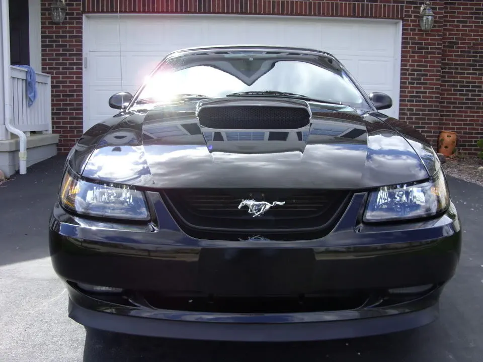 Mustang008.webp