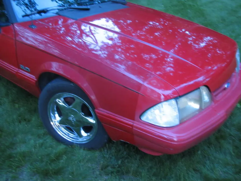 Mustang044.webp