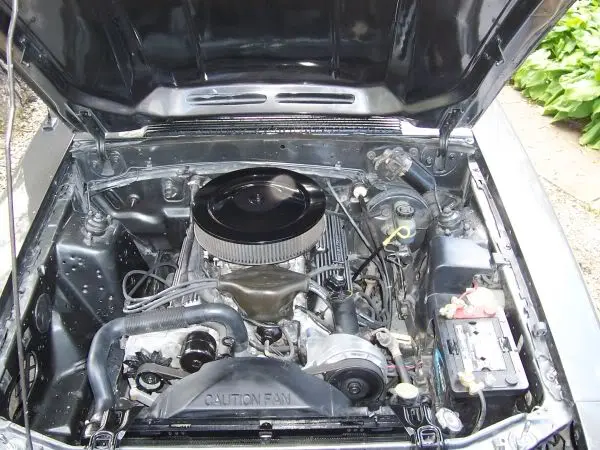 mustang074.webp