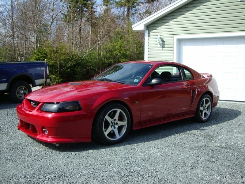 mustang1 (800x600).webp