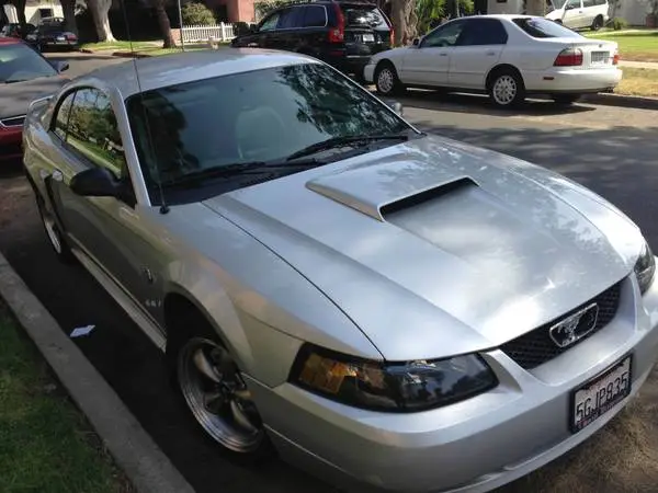 mustang1.webp