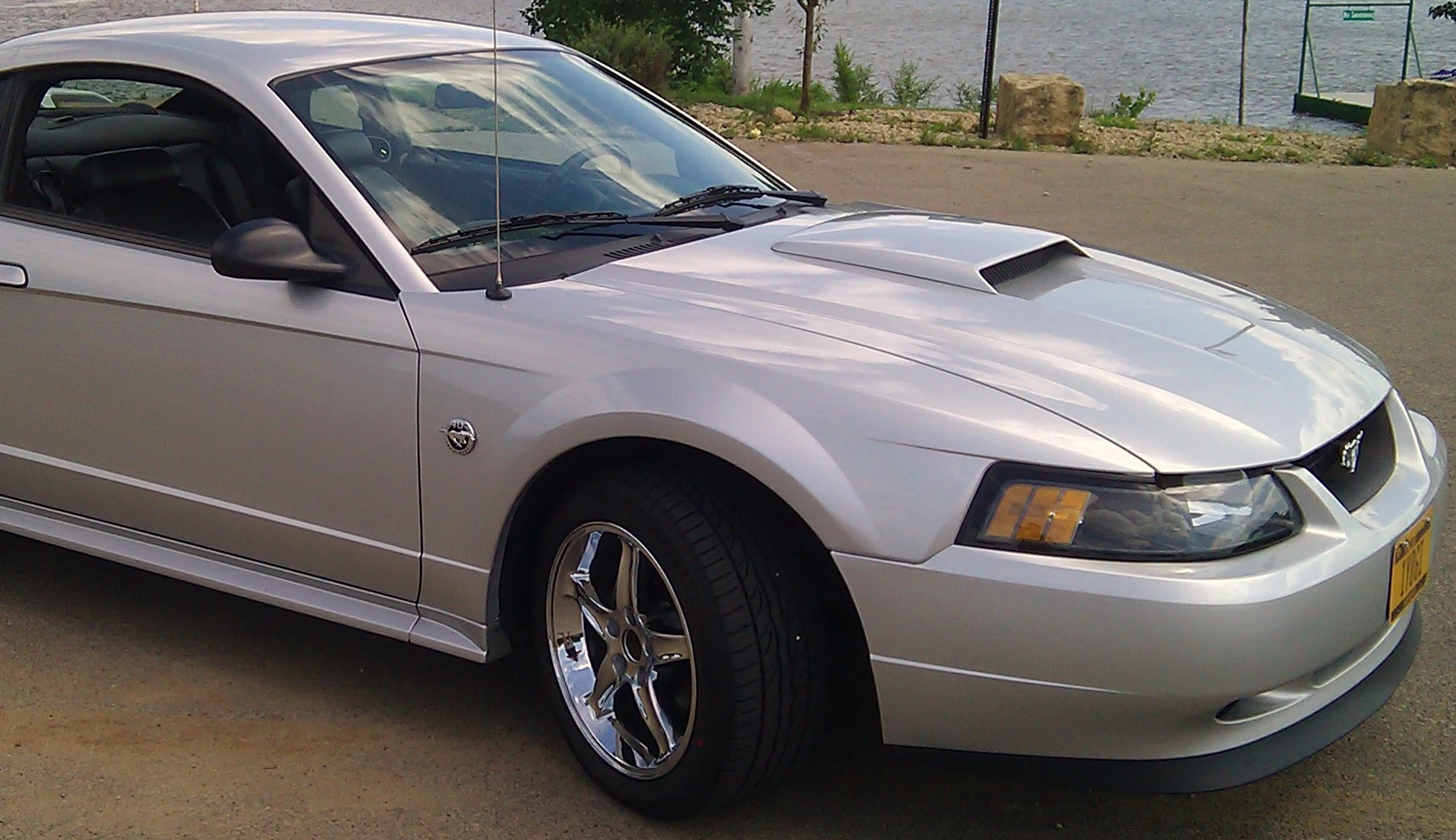 MUSTANG1.webp