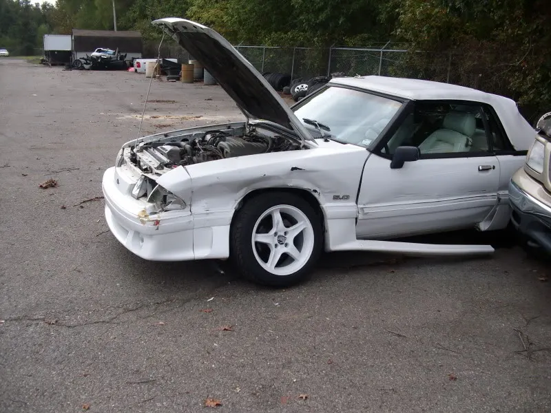 mustang149.webp