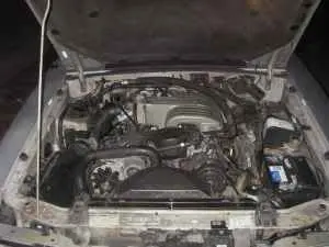 mustang2.webp