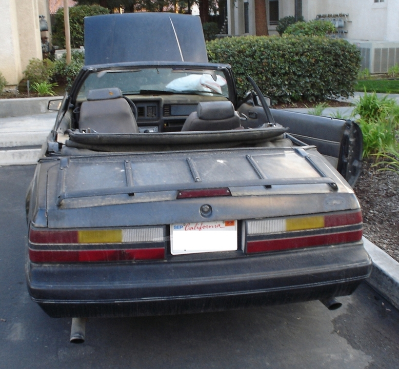 mustang2.webp