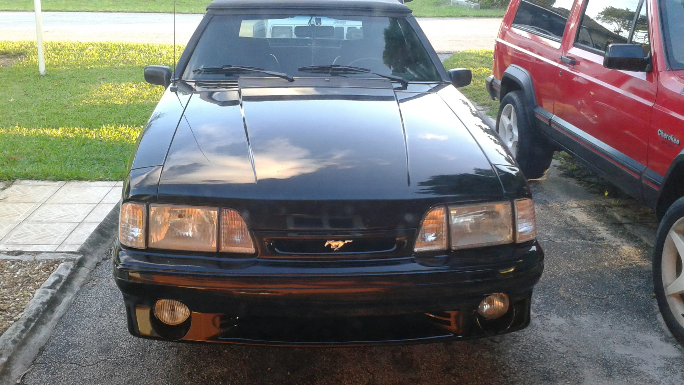 mustang2.webp