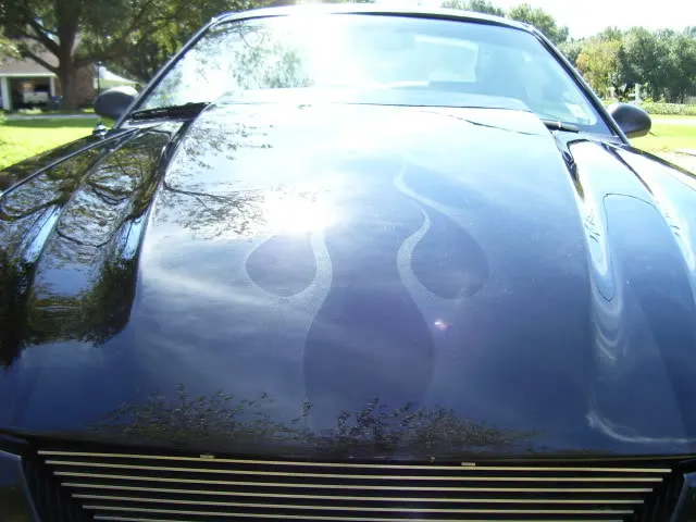 mustang2021.webp