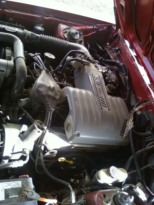 mustang3.webp