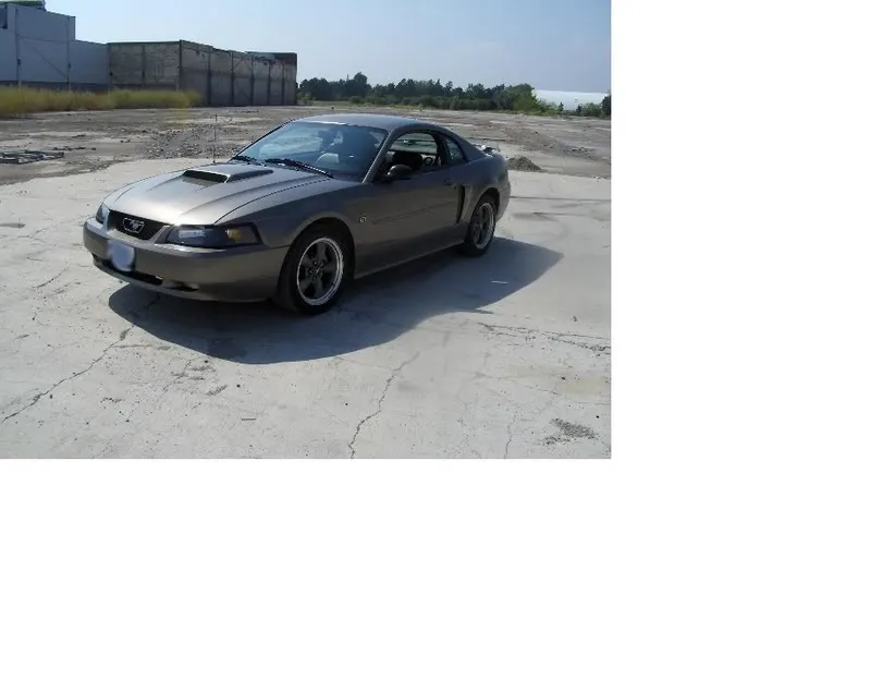 mustang3.webp