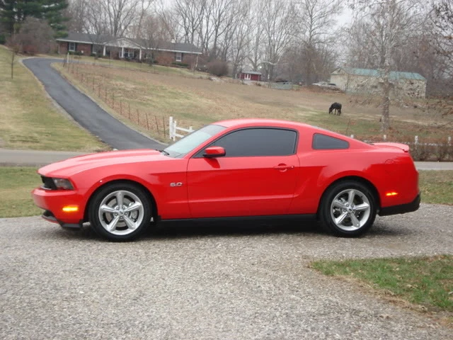mustang4.webp